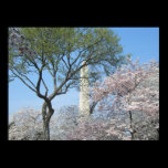 Cherry Blossoms and the Washington Monument Print