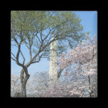 Cherry Blossoms and Washington Monument Magnet