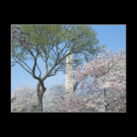 Cherry Blossoms and Washington Monument Postcard