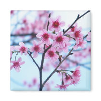 Cherry Blossoms -B magnets