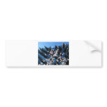Cherry Blossoms Bumper Stickers