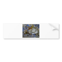 Cherry Blossoms Bumper Stickers