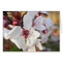 Cherry Blossoms cards by mlane53 Cherry Blossoms cards