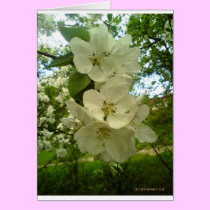Cherry blossoms cards
