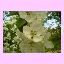 Cherry blossoms cards