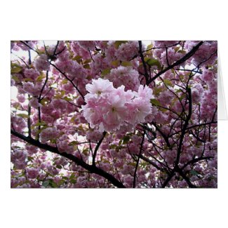 Cherry Blossoms card