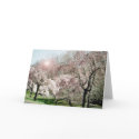 Cherry Blossoms cards