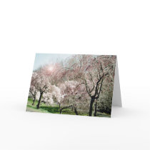 Cherry Blossoms cards by SusanJoyClark Cherry Blossoms cards