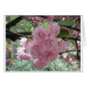 Cherry Blossoms cards by WildWomanNetwork Cherry Blossoms cards