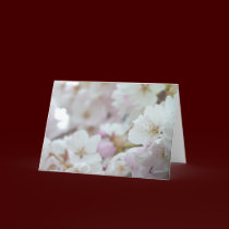 Cherry Blossoms Card White Blossom Card cards