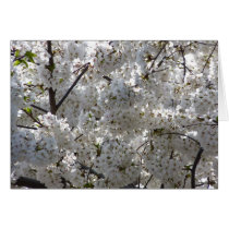 Cherry Blossoms cards