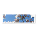 Cherry Blossoms * Close Up Bumper Stickers