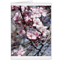cherry blossoms greeting card