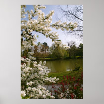 Cherry Blossoms II Posters