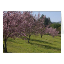 Cherry Blossoms In Full Bloom cards