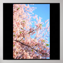 Cherry Blossoms in Japan Posters
