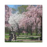 Cherry Blossoms in Philadelphia Magnet