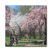 Cherry Blossoms in Philadelphia Magnet