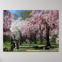 Cherry Blossoms in Philadelphia Poster