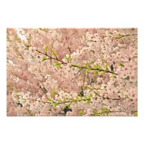 Cherry Blossoms in Spring
