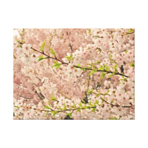 Cherry Blossoms in Spring Stretched Canvas Prints