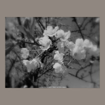 cherry blossoms in the sky, black and white posters