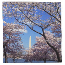 Cherry Blossoms in Washington D.C. Napkin