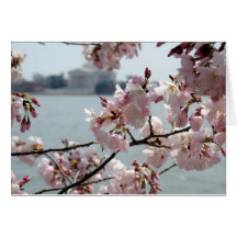 Cherry Blossoms in Washington DC Cards