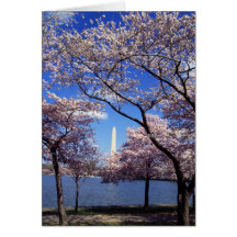 Cherry Blossoms in Washington DC greeting card