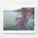 Cherry Blossoms in Washington DC mousepads