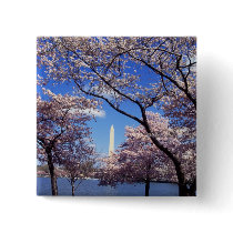Cherry Blossoms in Washington DC pinback button