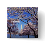 Cherry Blossoms in Washington DC pinback button