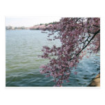 Cherry Blossoms in Washington DC Post Cards