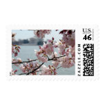 Cherry Blossoms in Washington DC Postage