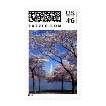 Cherry Blossoms in Washington DC Postage Stamps
