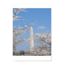 Cherry Blossoms in Washington DC posters