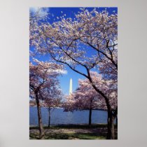Cherry Blossoms in Washington DC poster print