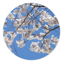 Cherry Blossoms in Washington DC stickers by dcphoto Cherry Blossoms in Washington DC stickers