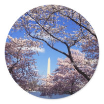 Cherry Blossoms in Washington DC stickers