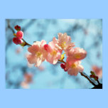 Cherry Blossoms IV posters