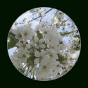 Cherry Blossoms magnets