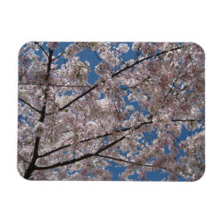 Cherry Blossoms Magnet premiumfleximagnet