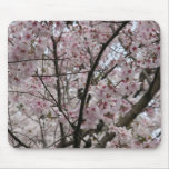 cherry blossoms mouse pad