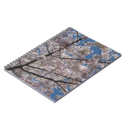 Cherry Blossoms Notebook notebook