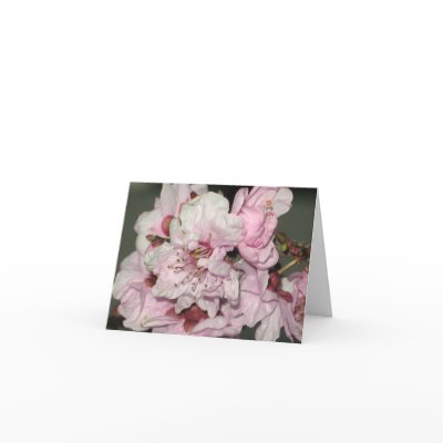 Cherry Blossoms Notecard by ggbythebay