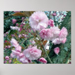 Cherry Blossoms Oil Painting Print