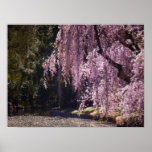 Cherry Blossoms On Trees Over Water, Medium posters