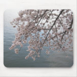 cherry blossoms over tidal basin mousepads