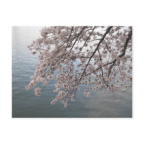 cherry blossoms over tidal basin postcards by alanart cherry blossoms over tidal basin postcards