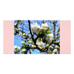 Cherry Blossoms Photocard Personalized Photo Card
